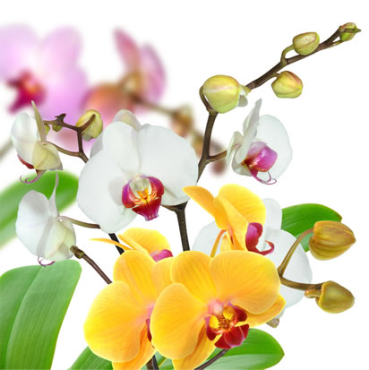struss orchideen